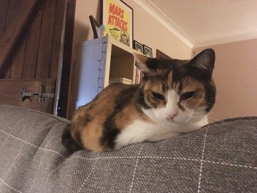 cat on top of couch looking down and judging harshly