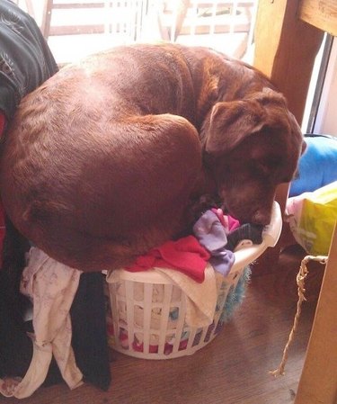 giant dog sits on laundry bin