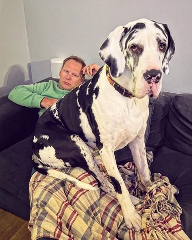 giant dog sits on man