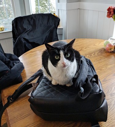 cat sits on woman's bag before she leaves for work