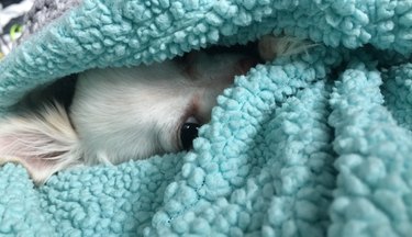 little dog hiding under blanket
