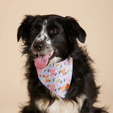Dog wearing bandana with tattoo-inspired hearts with messages like Mom, Bacon, Long Walks, and Belly Rubs scrolled across the center.