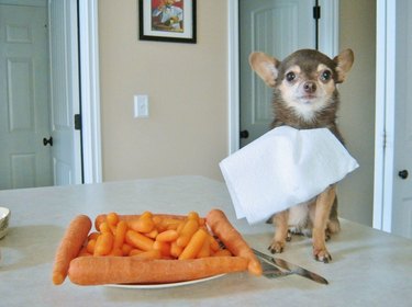 small dog next to carrots