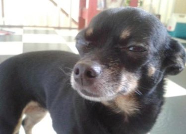 Skeptical Chihuahua