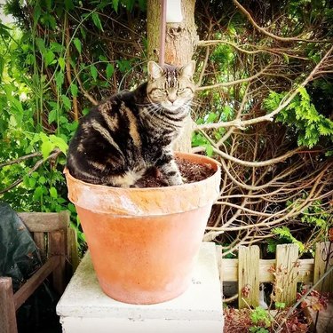 Cat sitting in planter looking mad