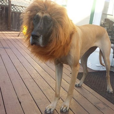 Dog wearing lion's mane.