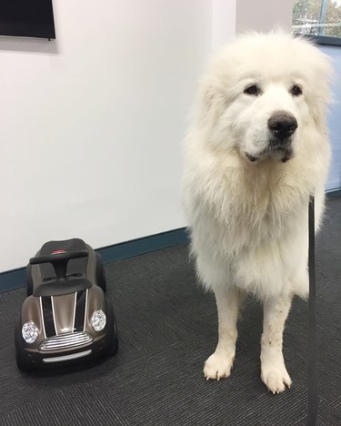 Dog next to miniature car.