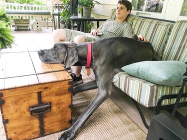 giant dog rests chin on trunk table