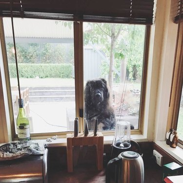 giant dog looks inside house