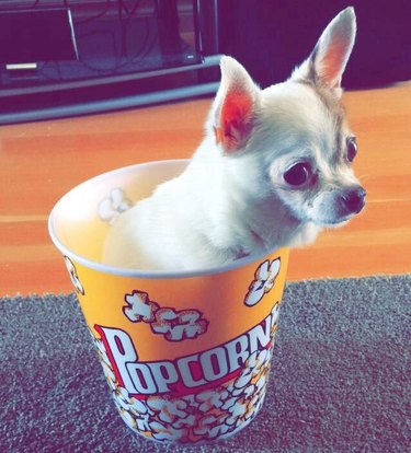 small dog in popcorn tub