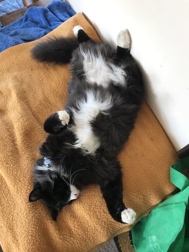 cat loves belly rubs