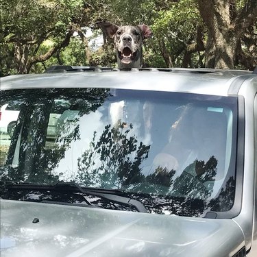 Dog sticking its head out of sunroof.