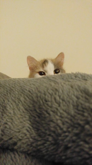 judgy cat peers over top of blanket