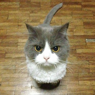 scowling cat