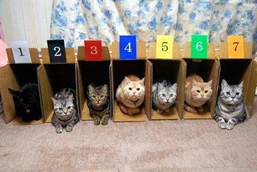 cats can't be trained to race