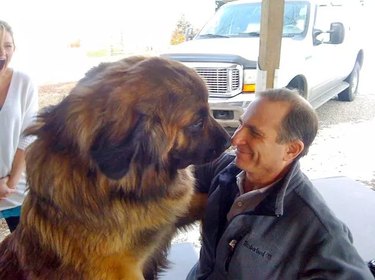 big dog gives man kiss