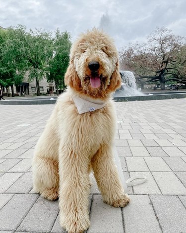 giant dog poses in front of water fountain