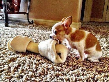 small dog chews on big bone
