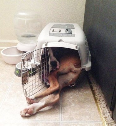 giant dog trying to fit into small kennel