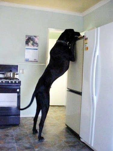 dog is as tall of a refrigerator