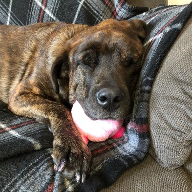 big dog napping