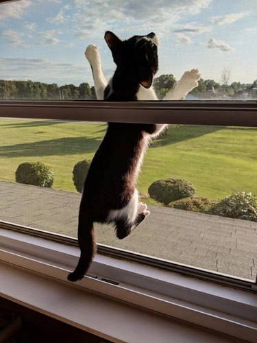 cat climbs screen window