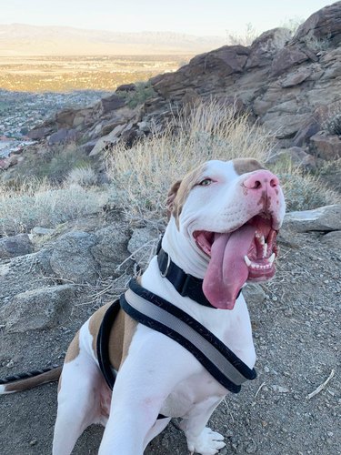 adopted dog loves hiking