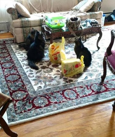 Three cats looking at a mouse in a cage