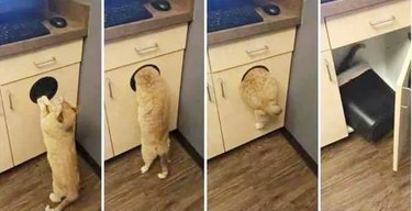cat jumps into garbage to avoid vet