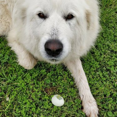 dog huddles over cracked egg