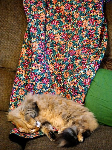 cat sleeps on colorful quilt