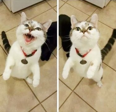Cat is mad that her brother got a treat