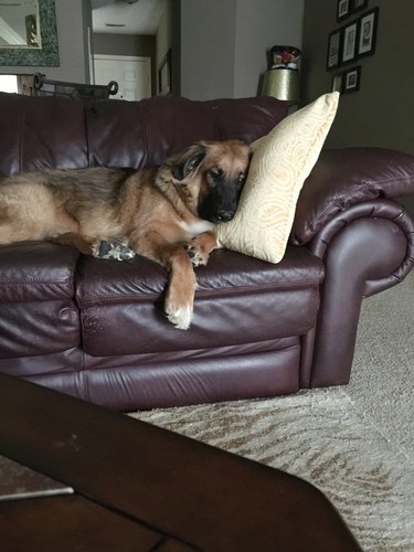 dog carries pillow to couch to rest head on