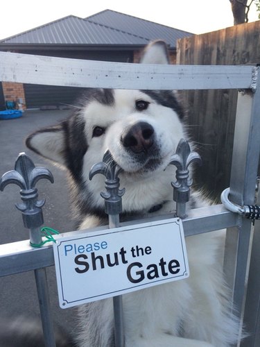 Sweet looking husky behind a gate with a Beware of Dog sign