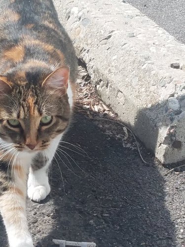 man gives wife photobook of cats