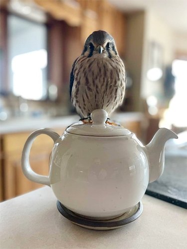 bird sits on teapot to warm feet
