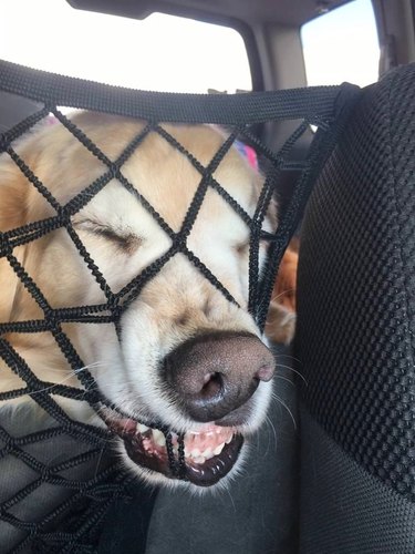 Dog sleeping weird in car