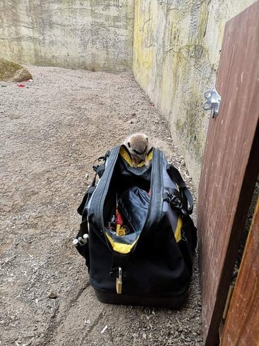 meerkat helps electrician at zoo