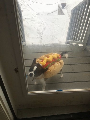 Dog has to wear hotdog costume to go outside because he is small and can sneak out of the fence