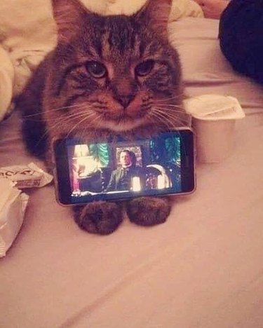 Cat holding phone so her person can watch tv on the phone
