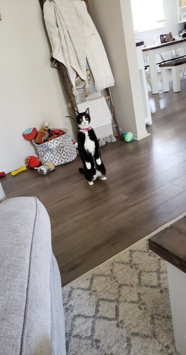 Tuxedo cat standing up like a human.