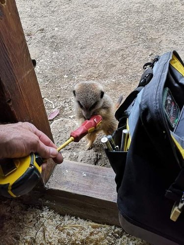 meerkat helps electrician at zoo