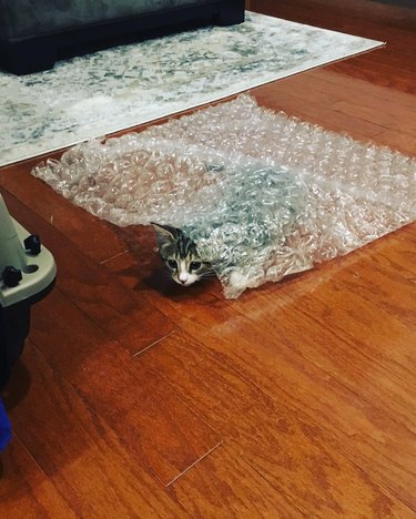 cat hiding under bubblewrap