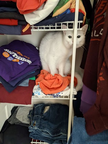 White cat trying to hide behind skinny pole of a clothes shelf.