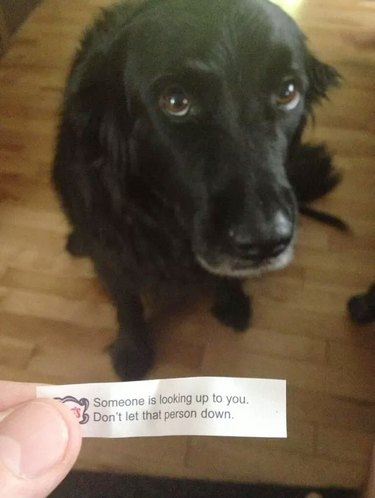 dog next to fortune from fortune cookie