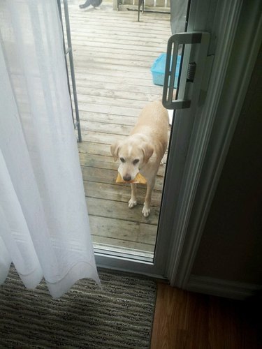 dog brings slice of pizza to door