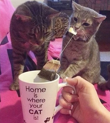 Two cats pulling on tea string