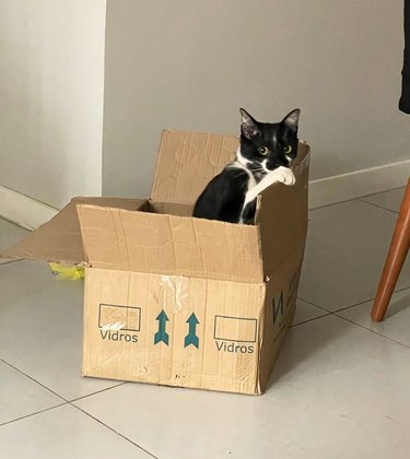 Black and white cat hiding in a cardboard box.
