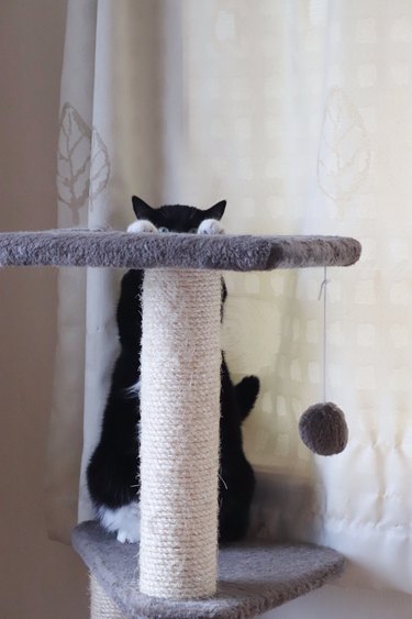 Black cat peering over cat tree platform.