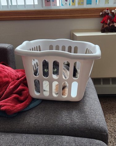 Cat in laundry basket staring at the camera.
